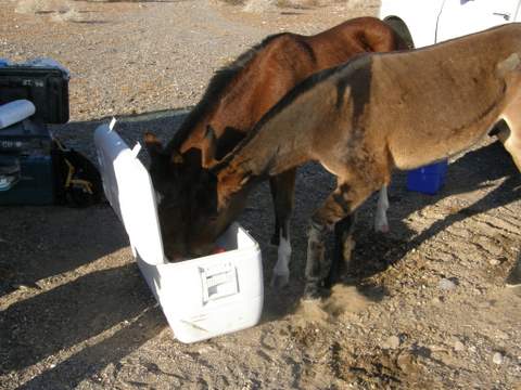 raiding the cooler