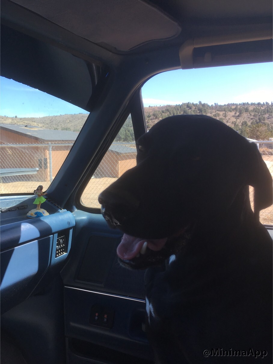 Dogs love broncos