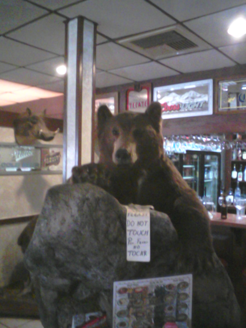 Here is a bear peeking over a rock