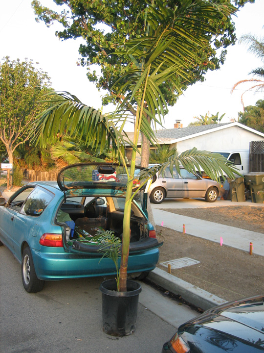 Civic palm3 (7-30-07).jpg