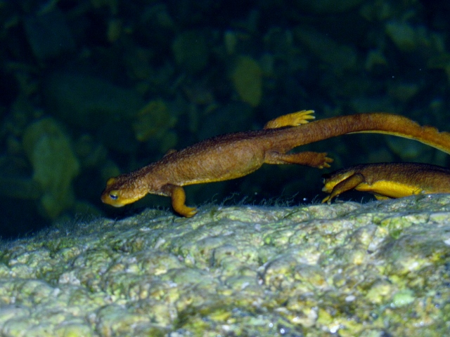 Lots of Salamander in the pond and in the creek along the way.